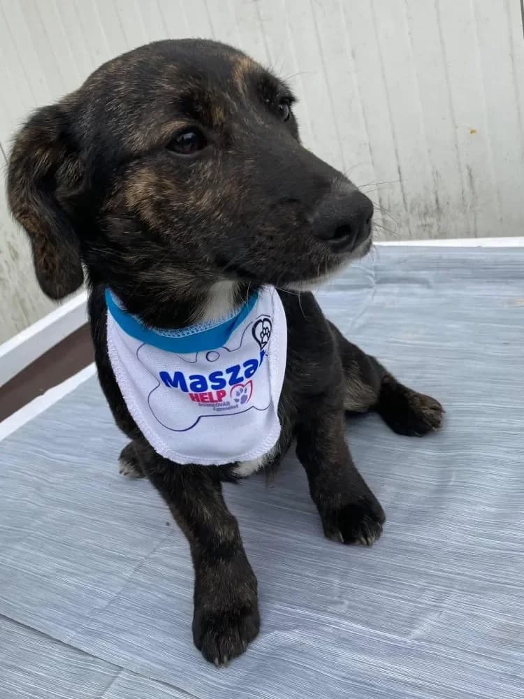 Mazad kommt am 6.6, male young Mixed Breed for adoption at Tierheim Hallein, Hallein