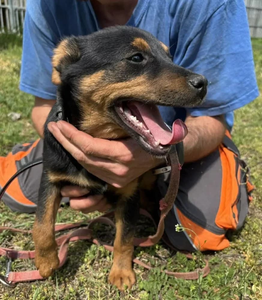 Sani kommt am 6.6. insTierheim, female young Mixed Breed for adoption at Tierheim Hallein, Hallein