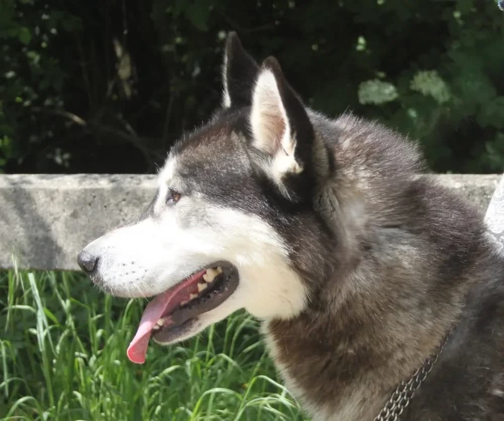 Bojo -. ein Husky Bub, male 4yo Husky for adoption at Tierheim Hallein, Hallein