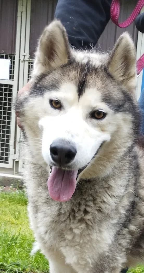 Merlin - auch ein Husky Bub, male Husky for adoption at Tierheim Hallein, Hallein