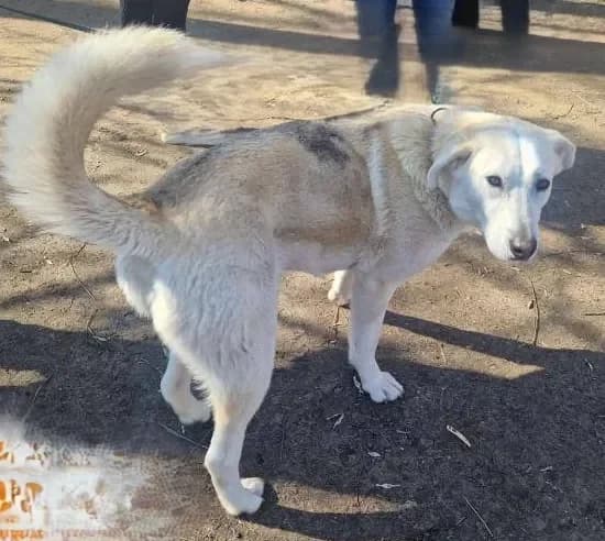 Suzy, female Mixed Breed for adoption at Tierheim Hallein, Hallein