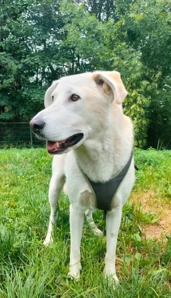 Suzy - gutmütig und dankbar, weiß female Mixed Breed for adoption at Tierheim Hallein, Hallein