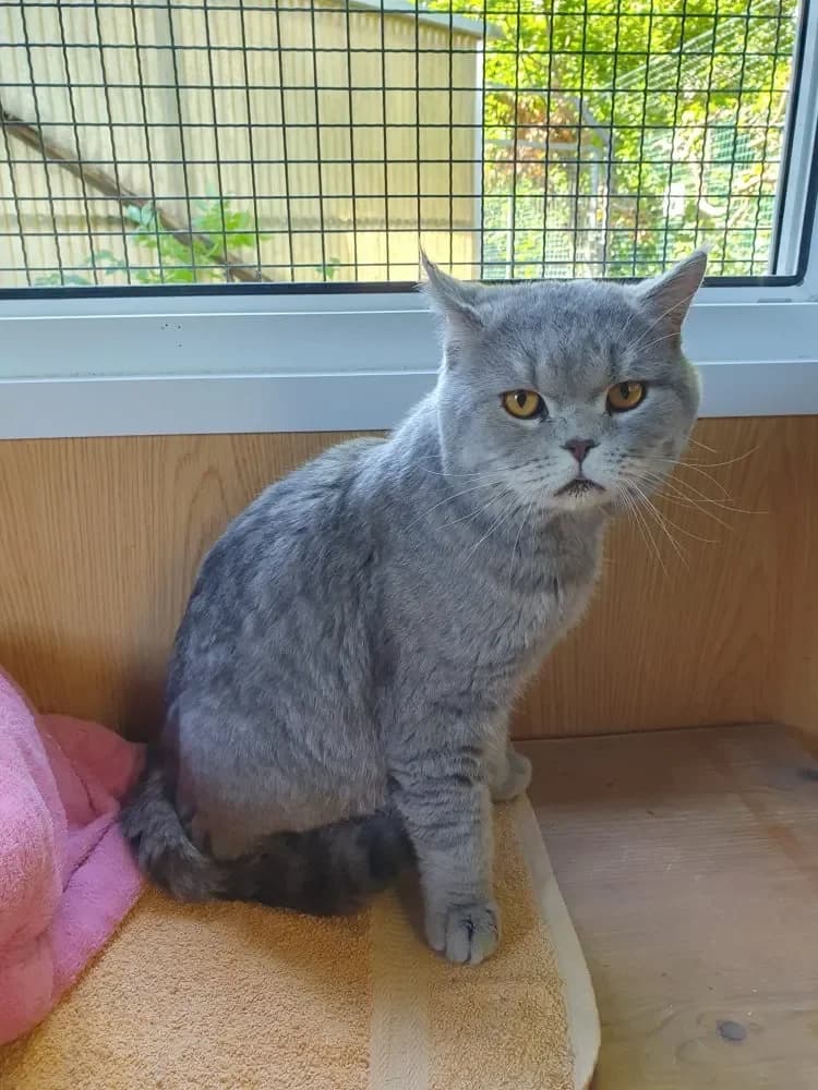Pascha, male Mixed Breed Cat for adoption at Tierheim Hallein, Hallein