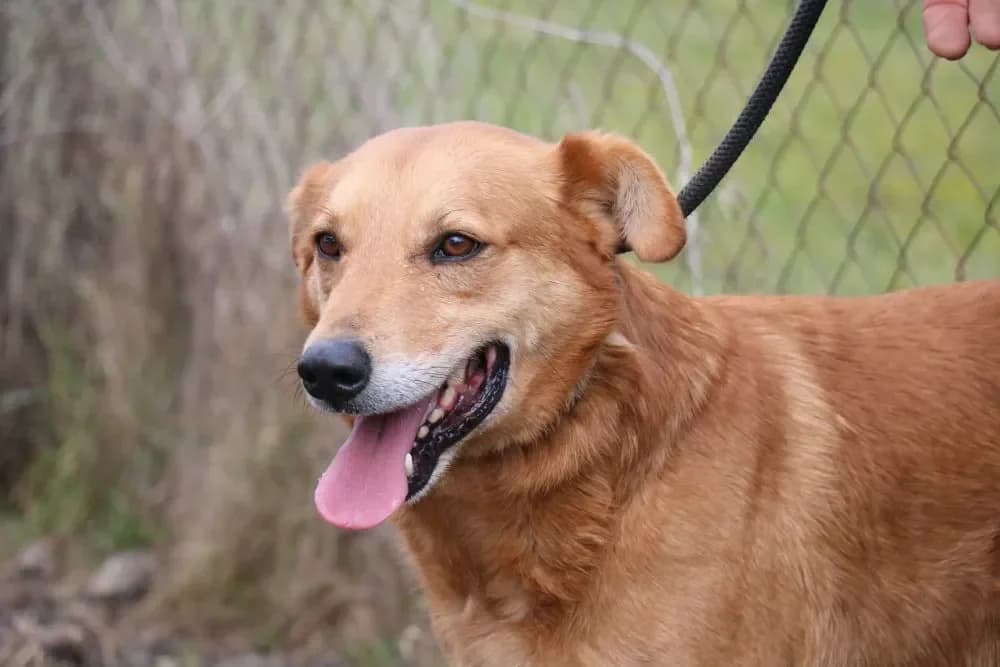 Devon, male senior mixed breed for adoption at Tierheim Hallein, Hallein