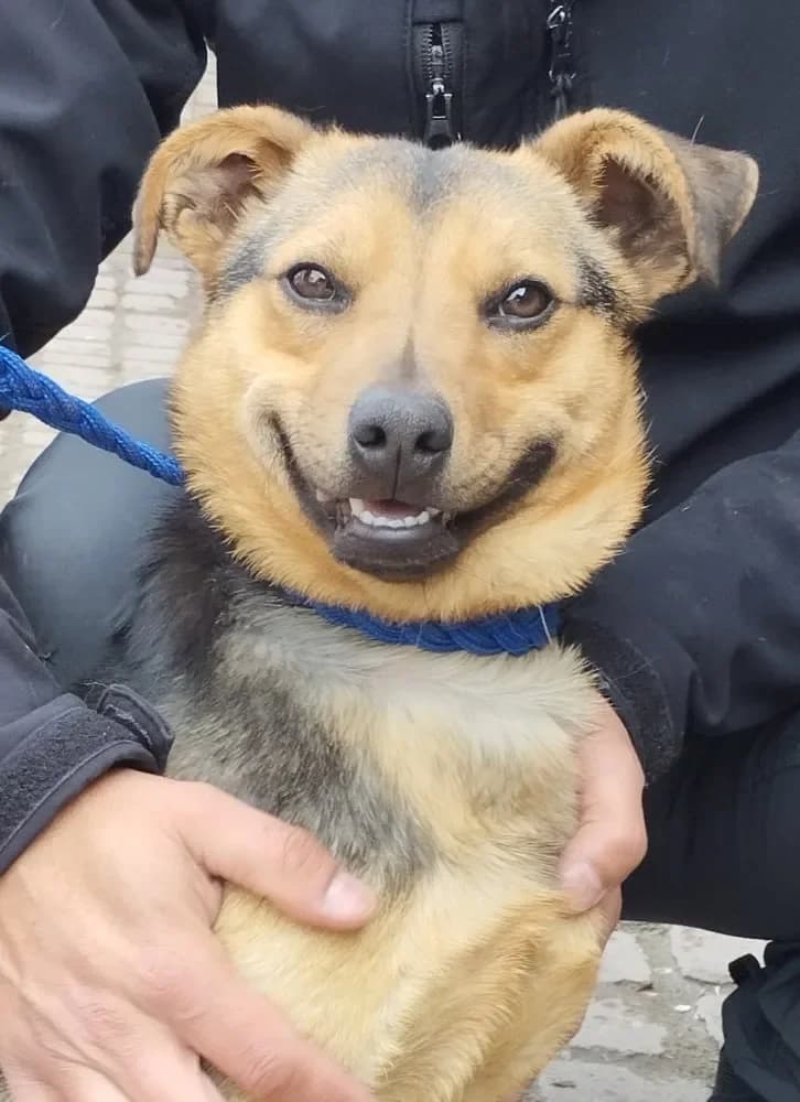 Gustl, male mixed breed for adoption at Tierheim Hallein, Hallein