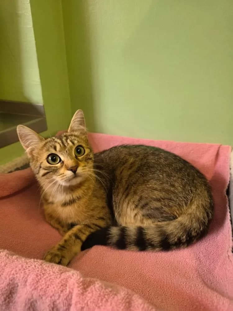 Honey, female puppy Mixed Breed Cat for adoption at Tierheim Hallein, Hallein
