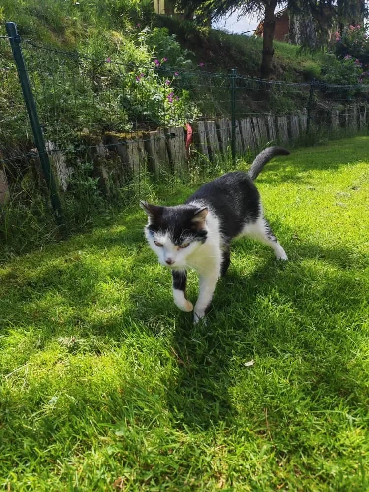 Bärli, male Mixed Breed Cat for adoption at Tierheim Hallein, Hallein