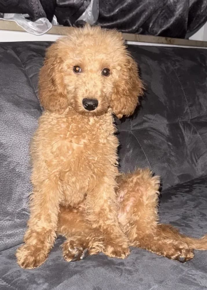 Teddy - ein Pudelbub, male puppy Poodle for adoption at Tierheim Hallein, Hallein