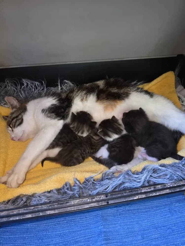 Trixi, female puppy Mixed Breed Cat for adoption at Tierheim Hallein, Hallein