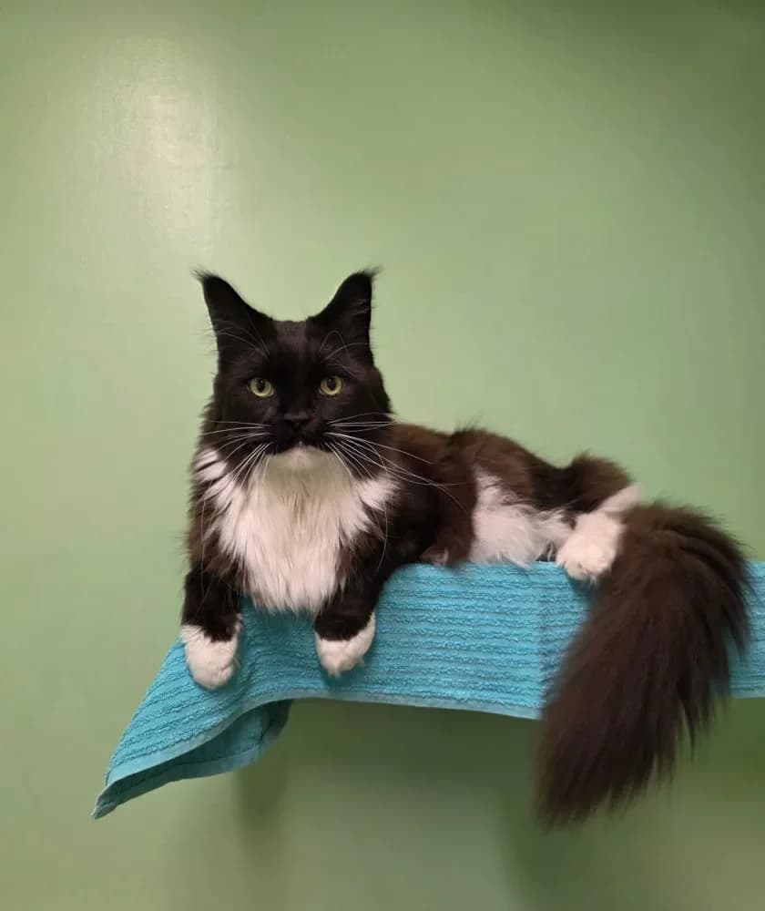 Pablo, male 5yo Mixed Breed Cat for adoption at Tierheim Hallein, Hallein