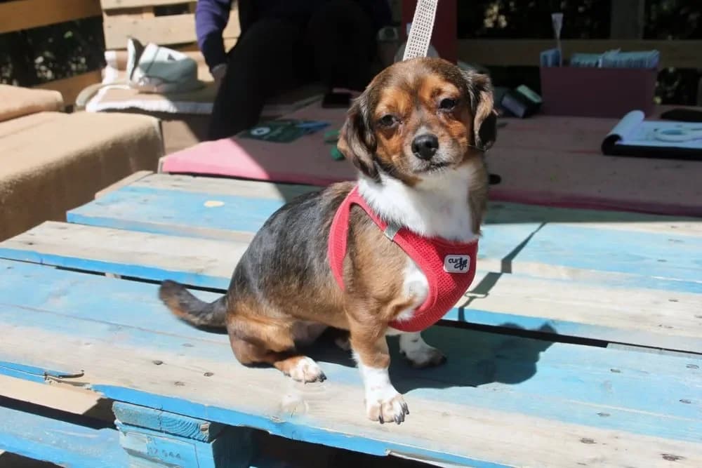 Folti, female Mixed Breed for adoption at Tierheim Hallein, Hallein