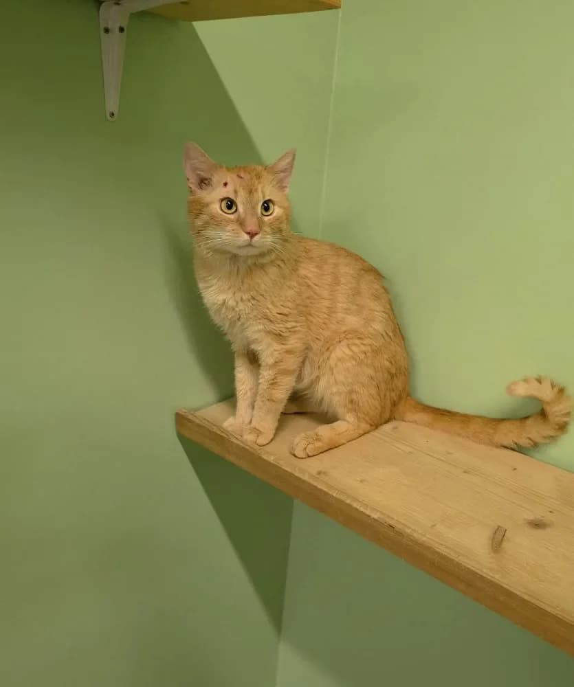 Fundkater Rossi, male 3yo Mixed Breed Cat for adoption at Tierheim Hallein, Hallein