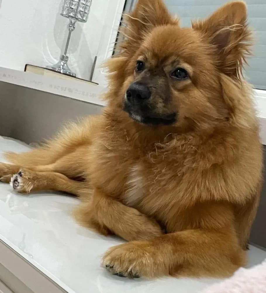 Mailo, male Mixed Breed for adoption at Tierheim Hallein, Hallein