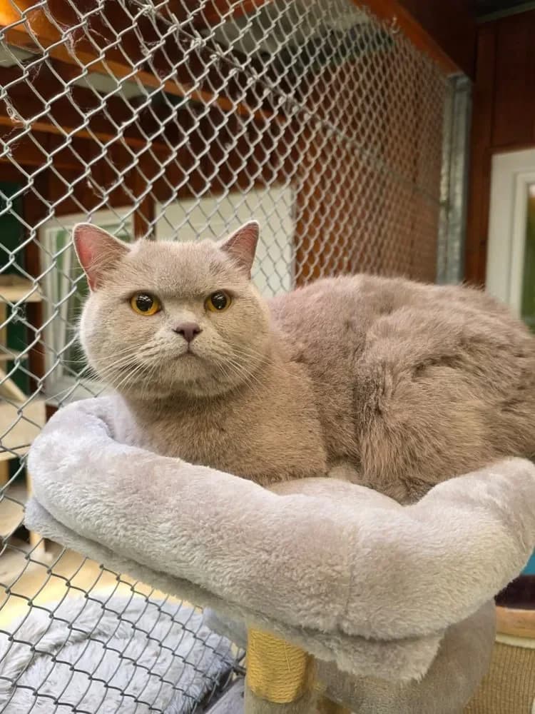 Herkules, male Mixed Breed Cat for adoption at Tierheim Hallein, Hallein
