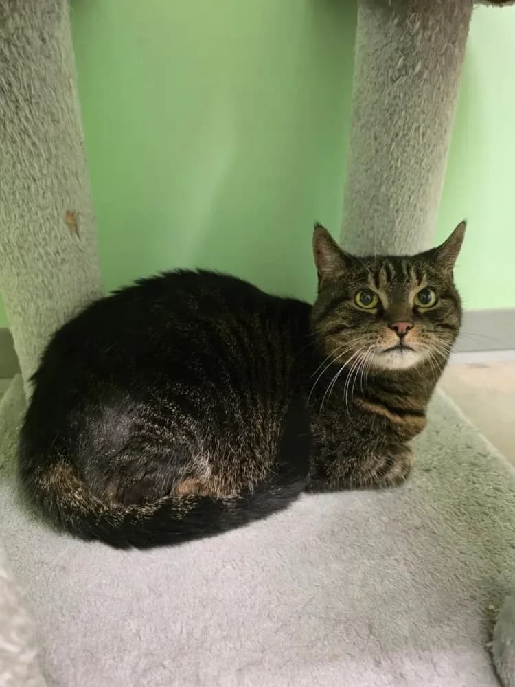 Loui, female Mixed Breed Cat for adoption at Tierheim Hallein, Hallein