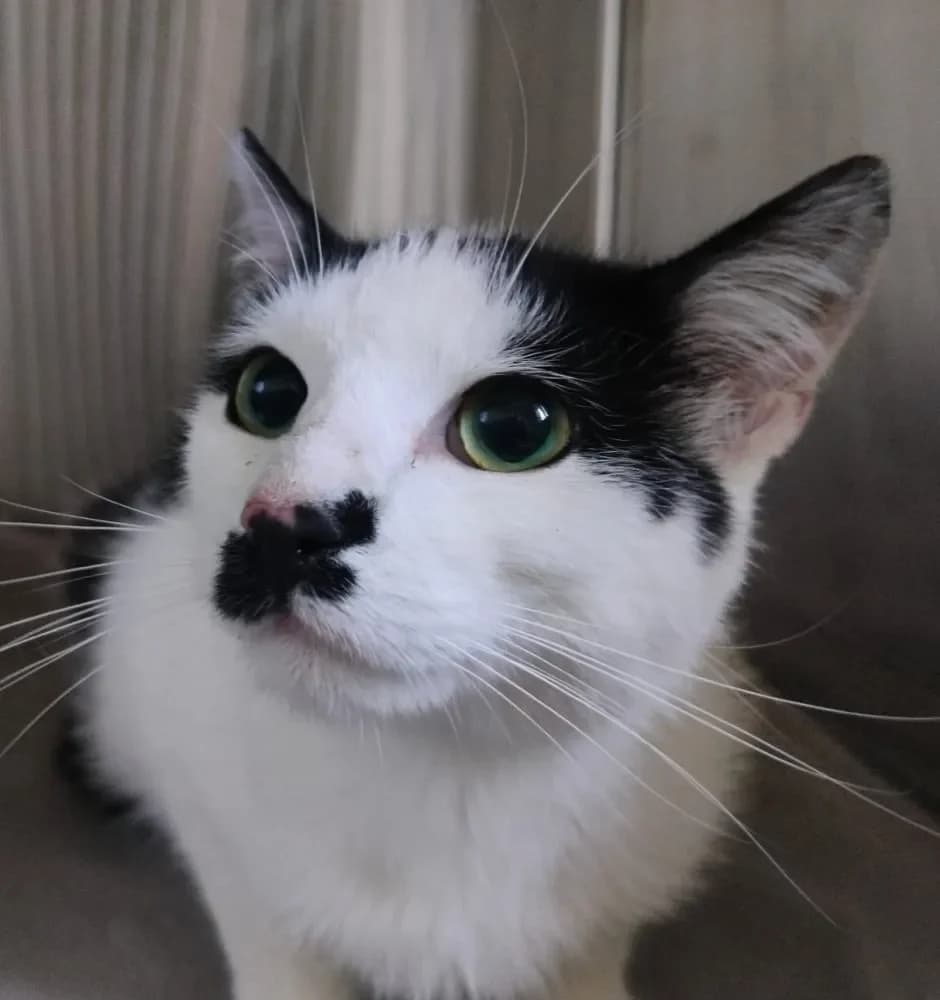 Oreo, male Mixed Breed Cat for adoption at Tierheim Hallein, Hallein