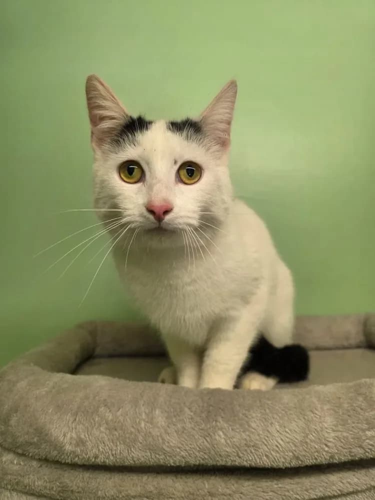Mogli, male Mixed Breed Cat for adoption at Tierheim Hallein, Hallein