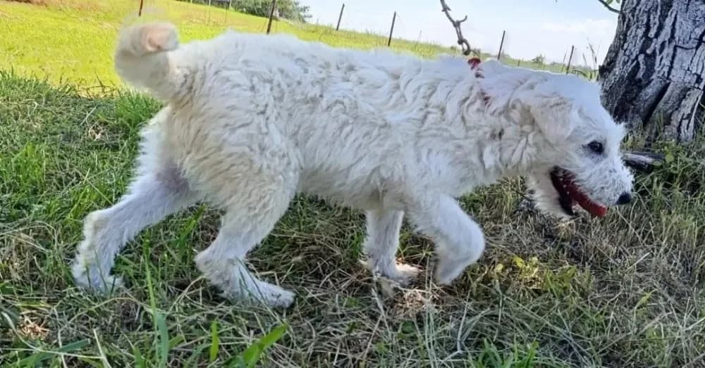 Fido, male puppy mixed breed for adoption at Tierheim Hallein, Hallein