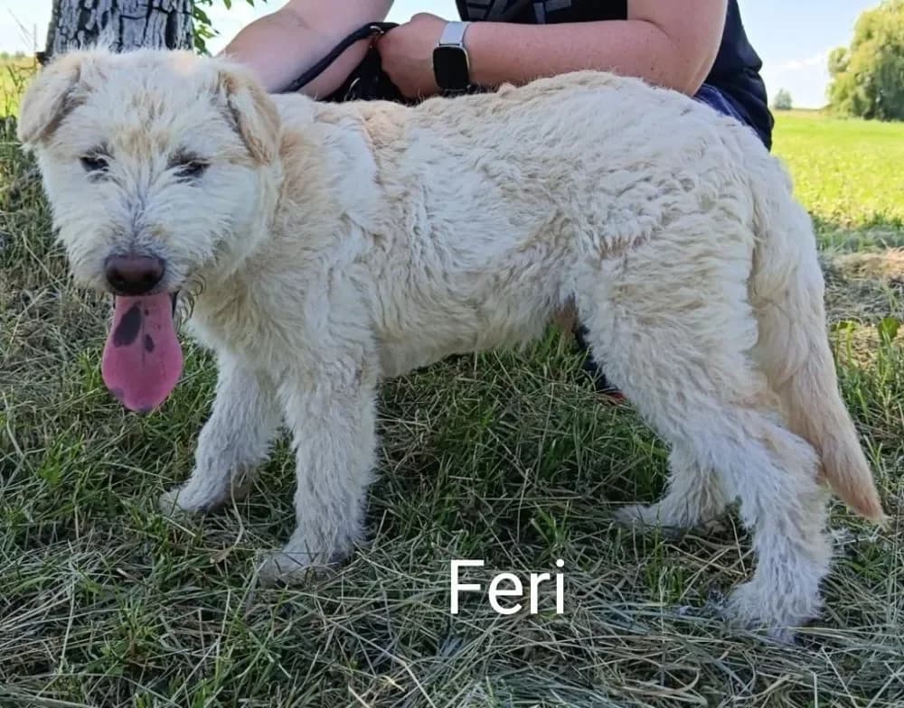 Feri, male Mixed Breed for adoption at Tierheim Hallein, Hallein