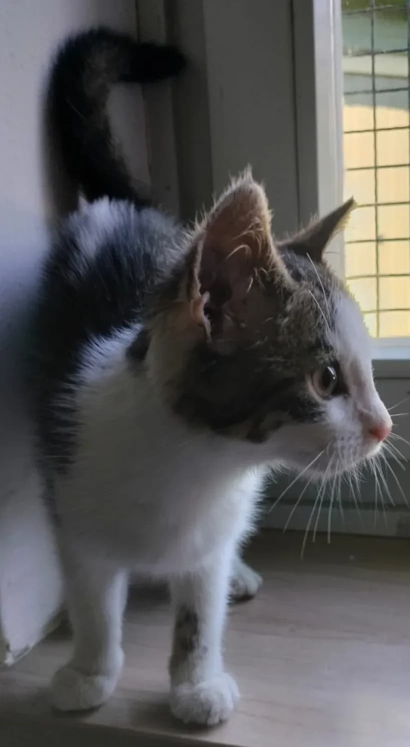 Mila - Kittengarten, female mixed breed for adoption at Tierheim Hallein, Hallein