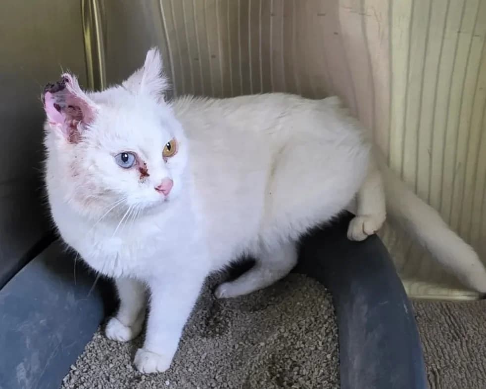 Snowbell unser Einohr, Mixed Breed Cat (Tierheim Hallein)