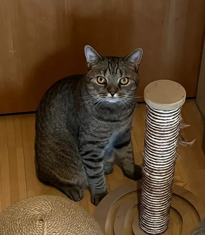 Bongo, male Mixed Breed Cat for adoption at Tierheim Hallein, Hallein