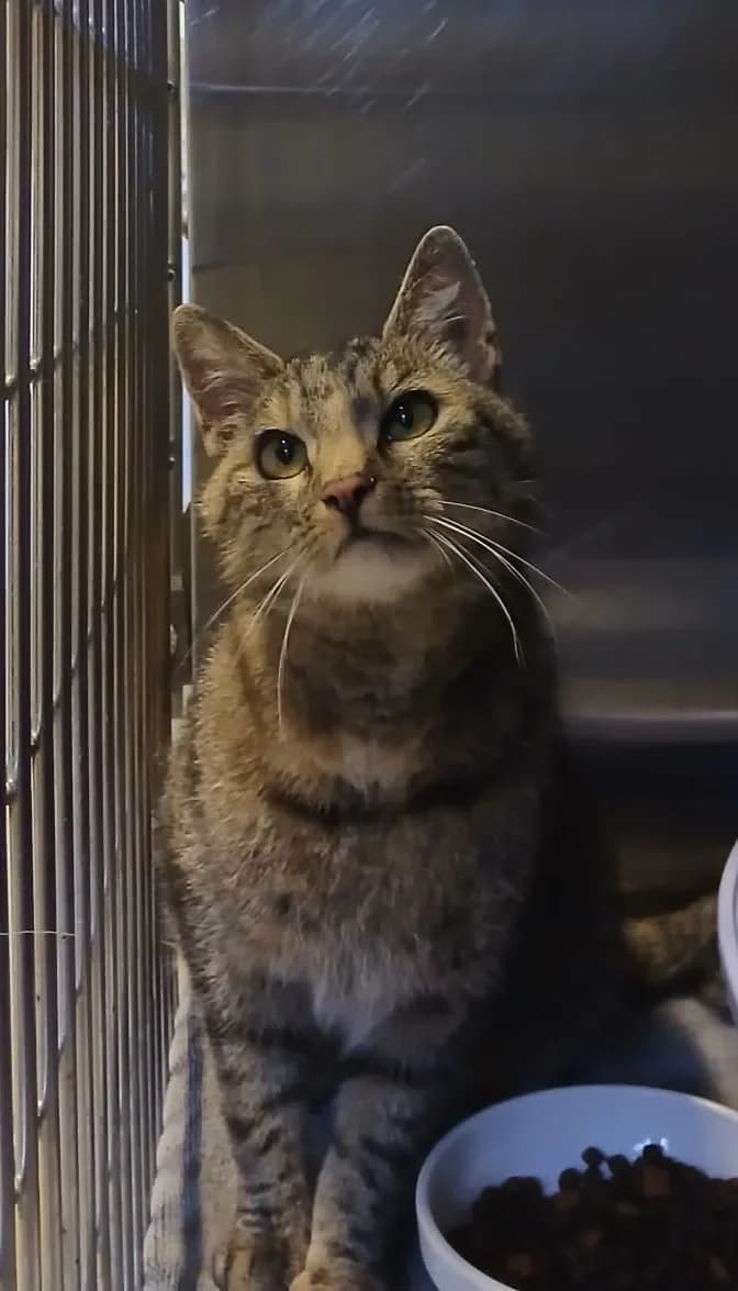 Rosalie, Mixed Breed Cat (Tierheim Hallein)