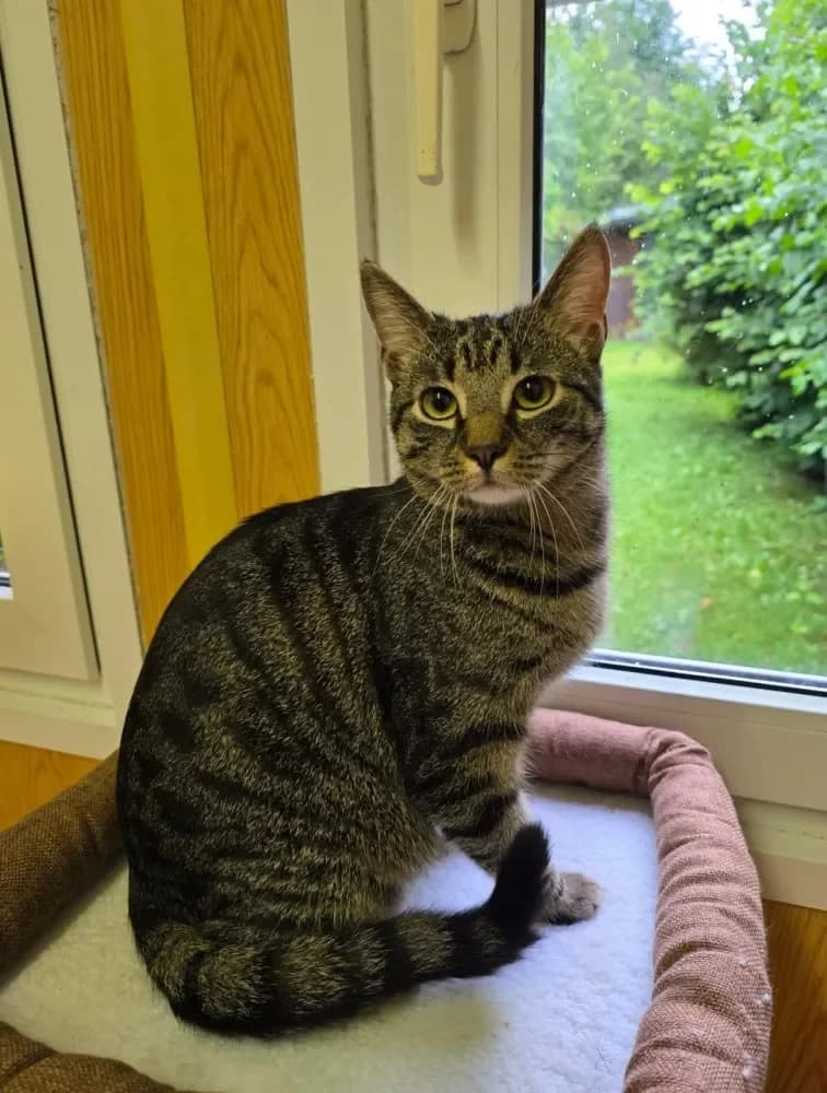 Limo, Mixed Breed Cat (Tierheim Hallein)