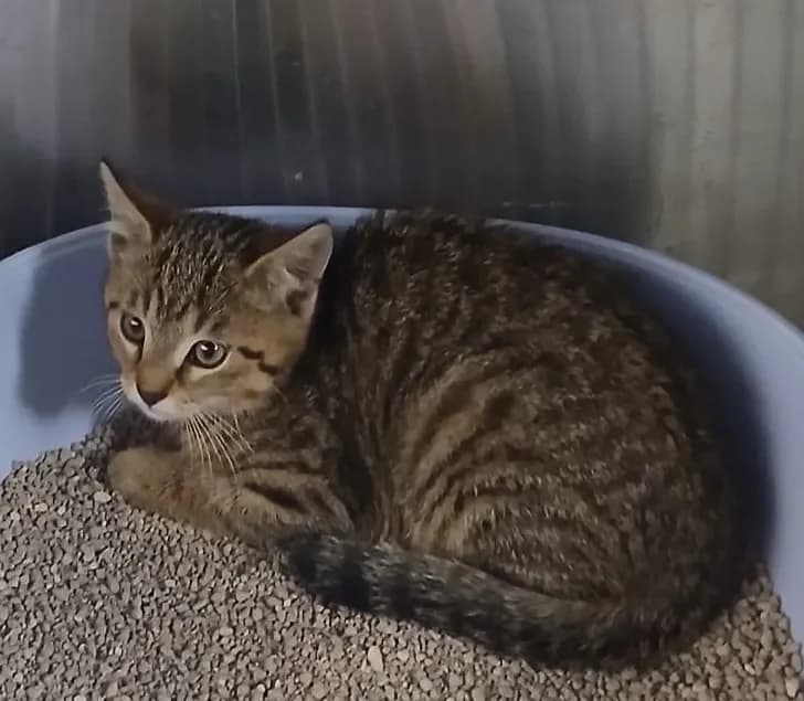 Juki reserviert, Mixed Breed Cat (Tierheim Hallein)