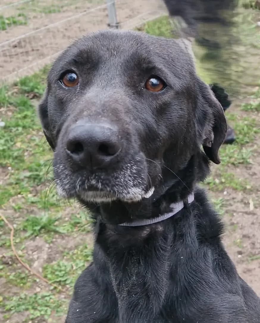 Vasak - ich liebe Katzen, female 3yo Mixed Breed for adoption at Tierheim Hallein, Hallein
