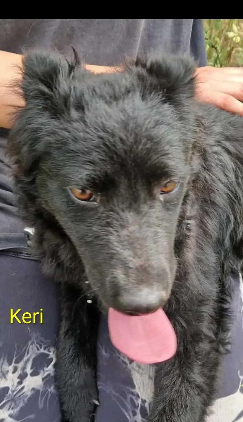 Der K - Wurf,  young mixed breed for adoption at Tierheim Hallein, Hallein