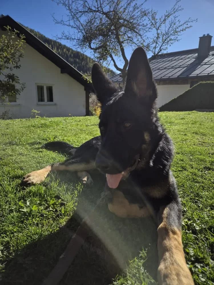 Aron, male Mixed Breed for adoption at Tierheim Hallein, Hallein