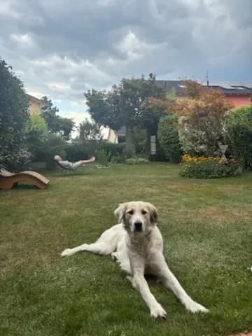 Lence, Mixed Breed (Tierheim Hallein)