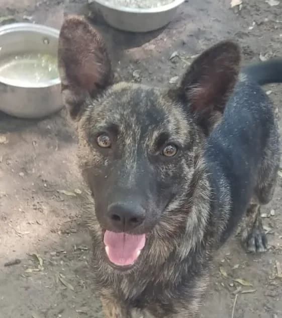 Pampa, male Mixed Breed for adoption at Tierheim Hallein, Hallein