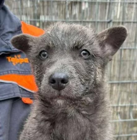Perri, male Mixed Breed for adoption at Tierheim Hallein, Hallein