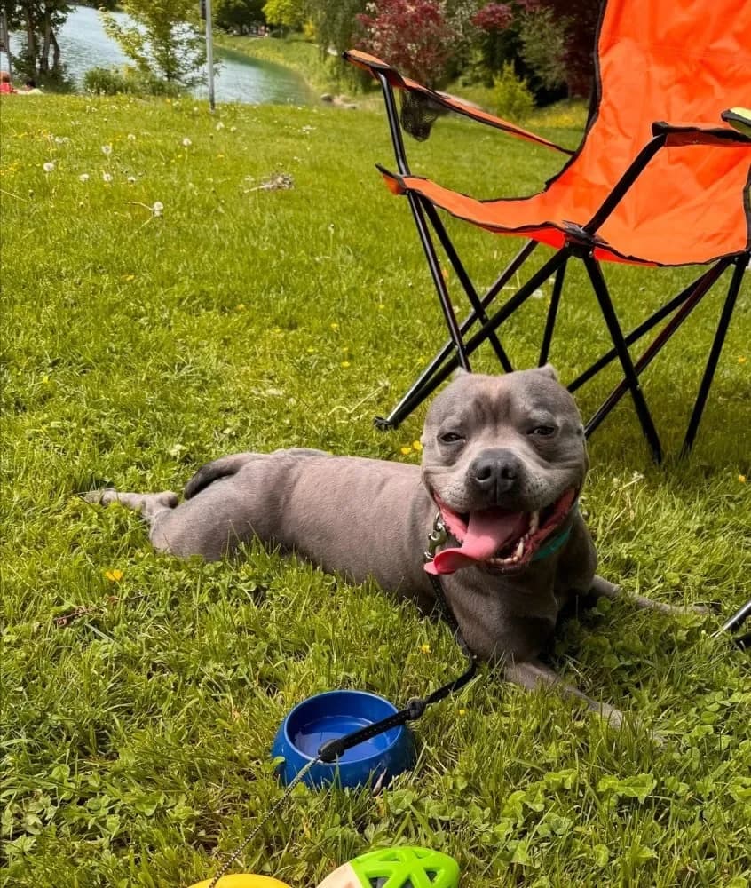 Balu, male Mixed Breed for adoption at Tierheim Hallein, Hallein