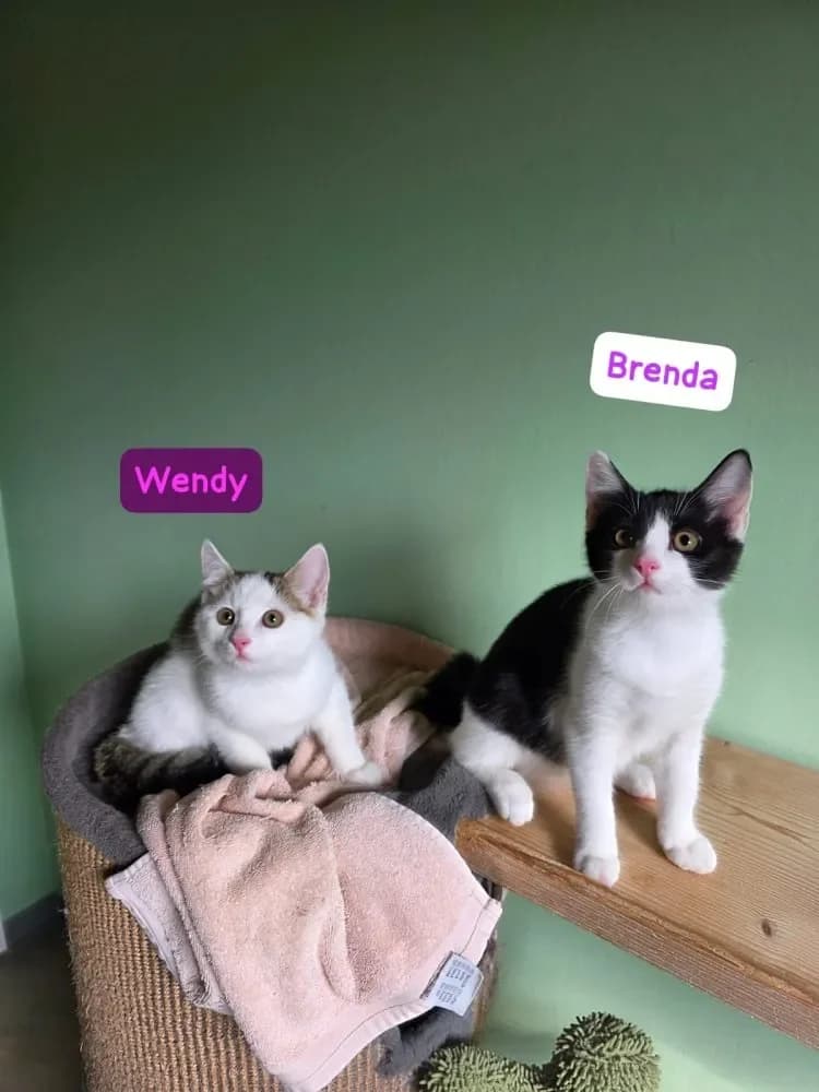 Brenda und Wendy, female Mixed Breed Cat for adoption at Tierheim Hallein, Hallein