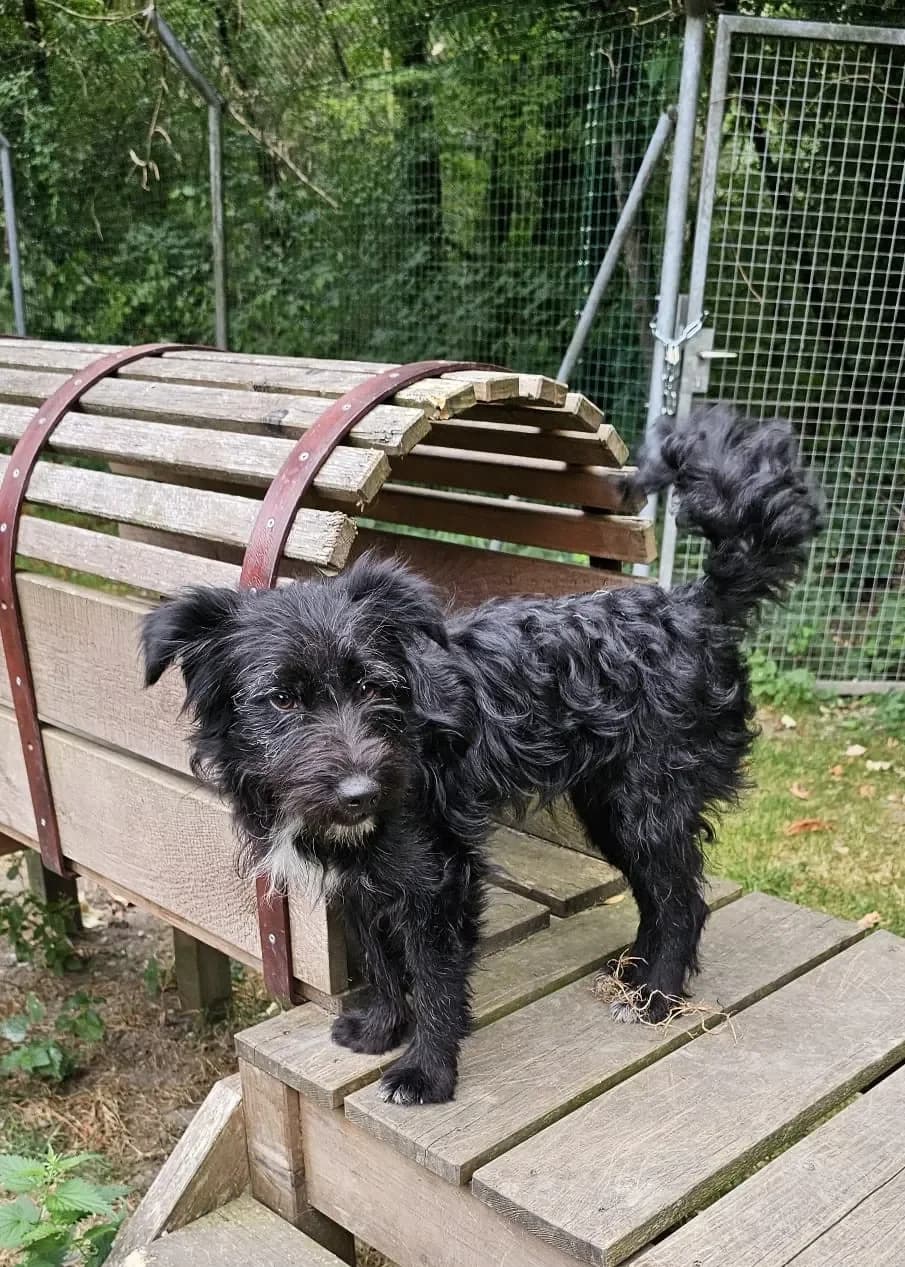 Kendra - ein Fellschneckerl, female mixed breed for adoption at Tierheim Hallein, Hallein