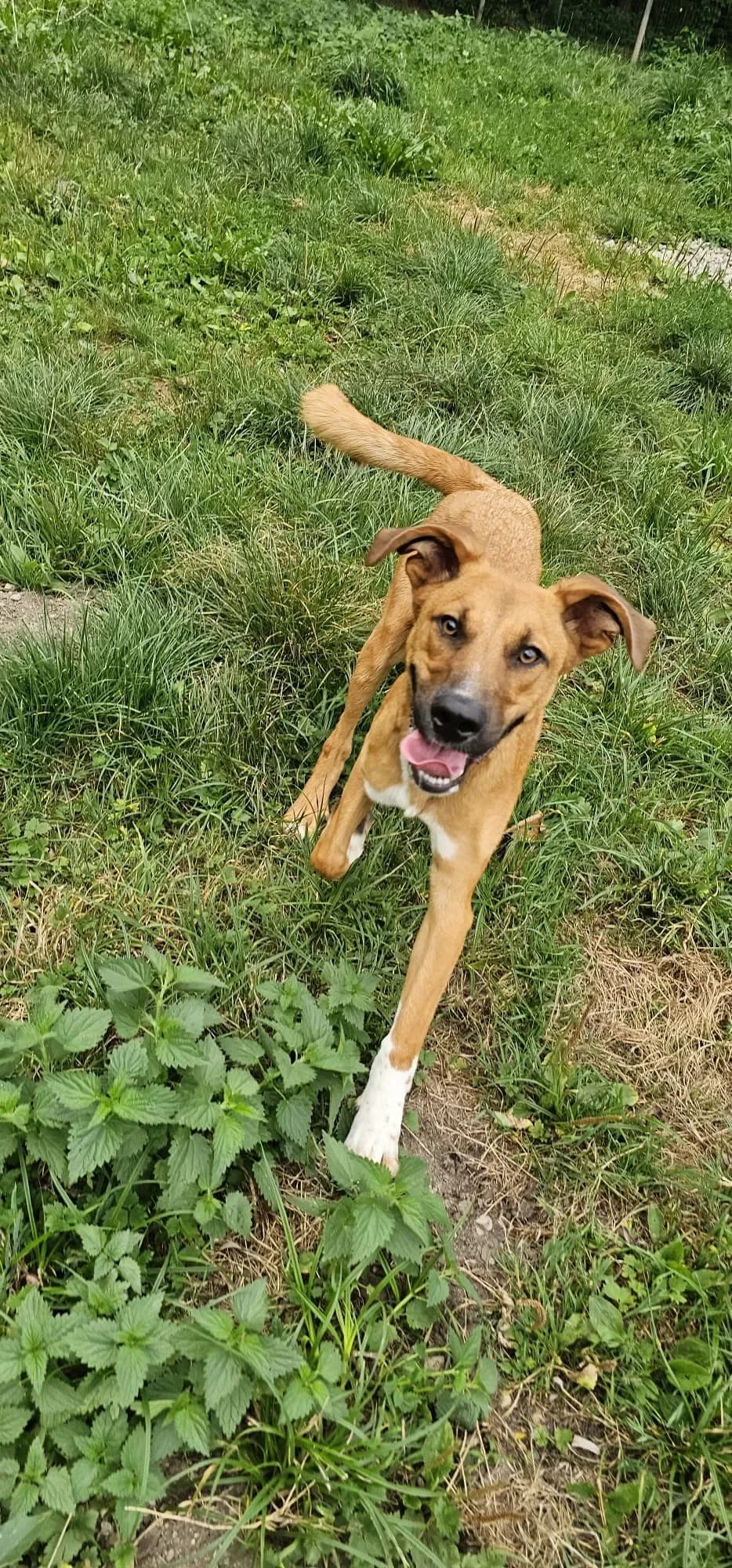 Matisse ein Pubertier, male Mixed Breed for adoption at Tierheim Hallein, Hallein