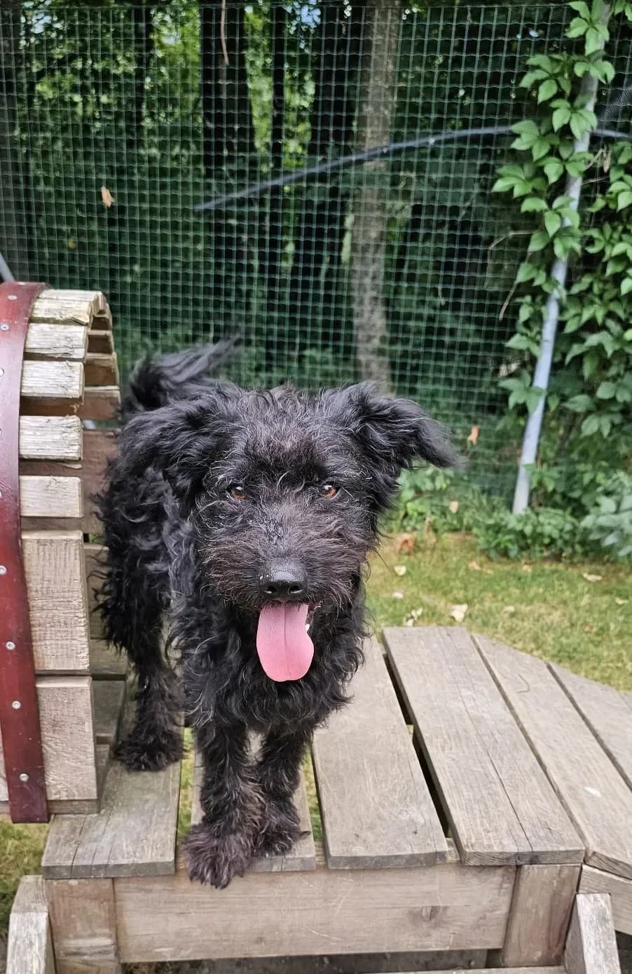 Kenes - Kringelpelz, male mixed breed for adoption at Tierheim Hallein, Hallein