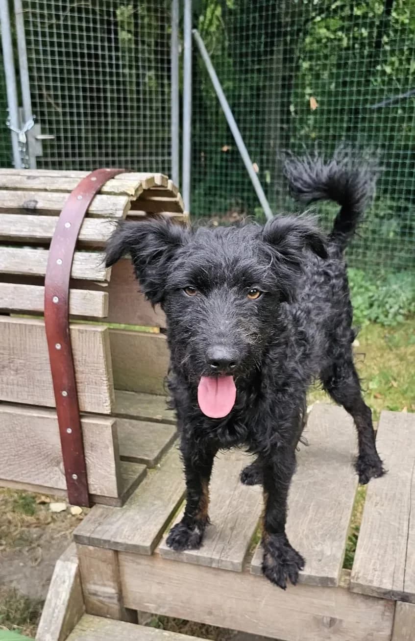 Kobold - ein Lockenkopf, male mixed breed for adoption at Tierheim Hallein, Hallein