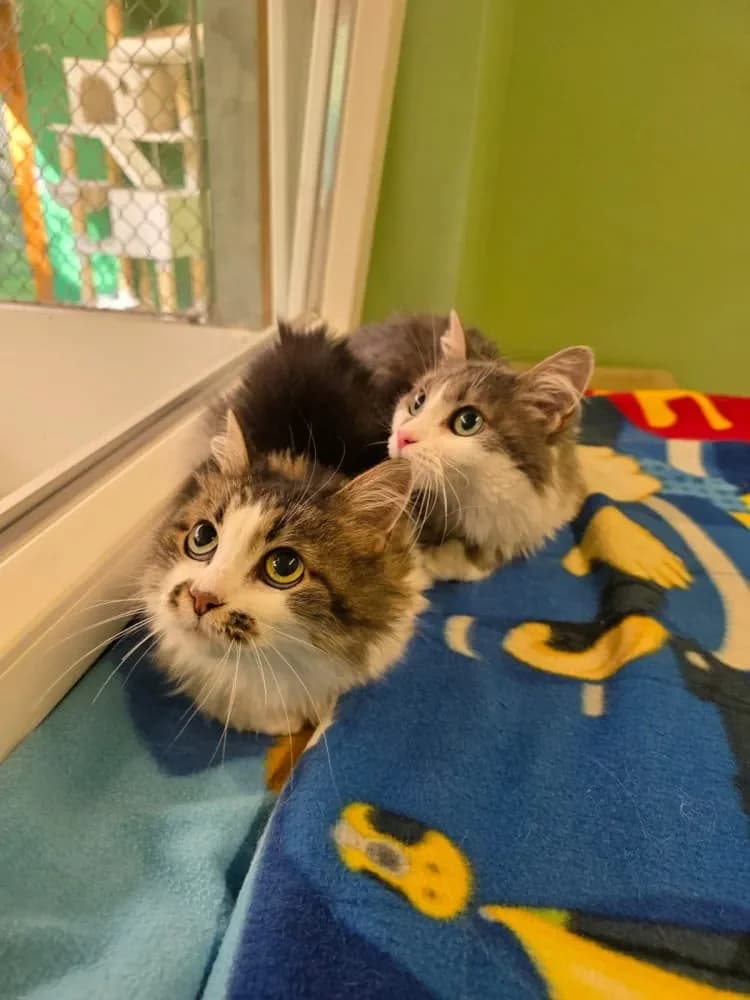 Gerti und Mia, female senior Mixed Breed Cat for adoption at Tierheim Hallein, Hallein