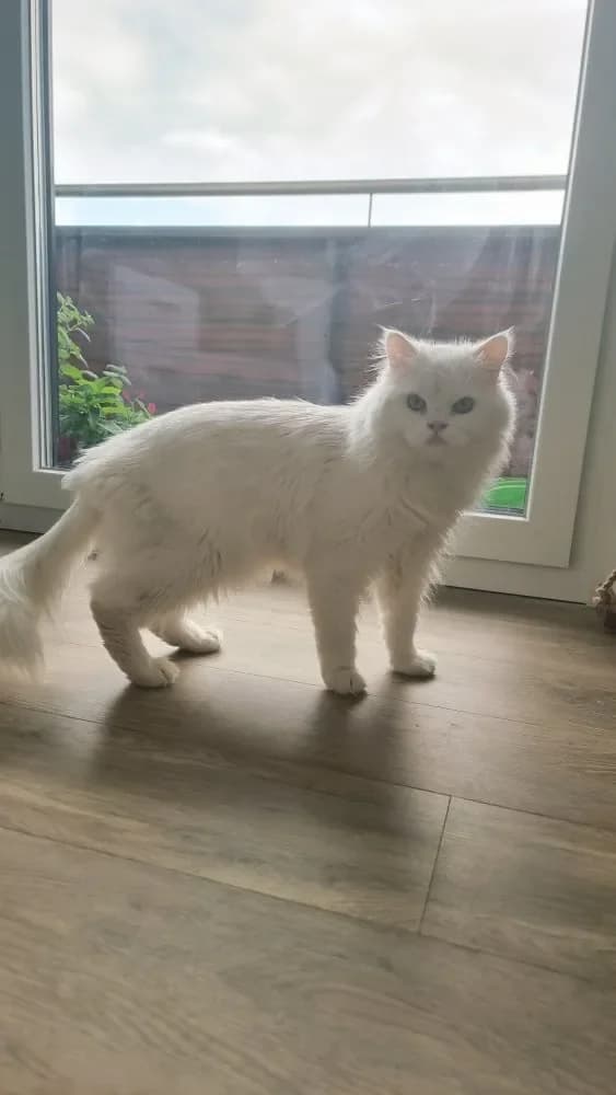 Carlo, male Persian for adoption at Tierheim Hallein, Hallein