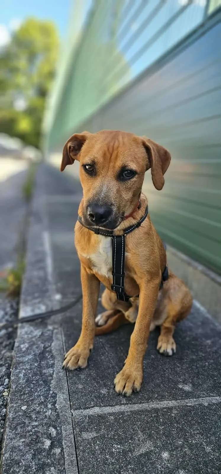 Karsi noch etwas schüchtern, male Mixed Breed for adoption at Tierheim Hallein, Hallein