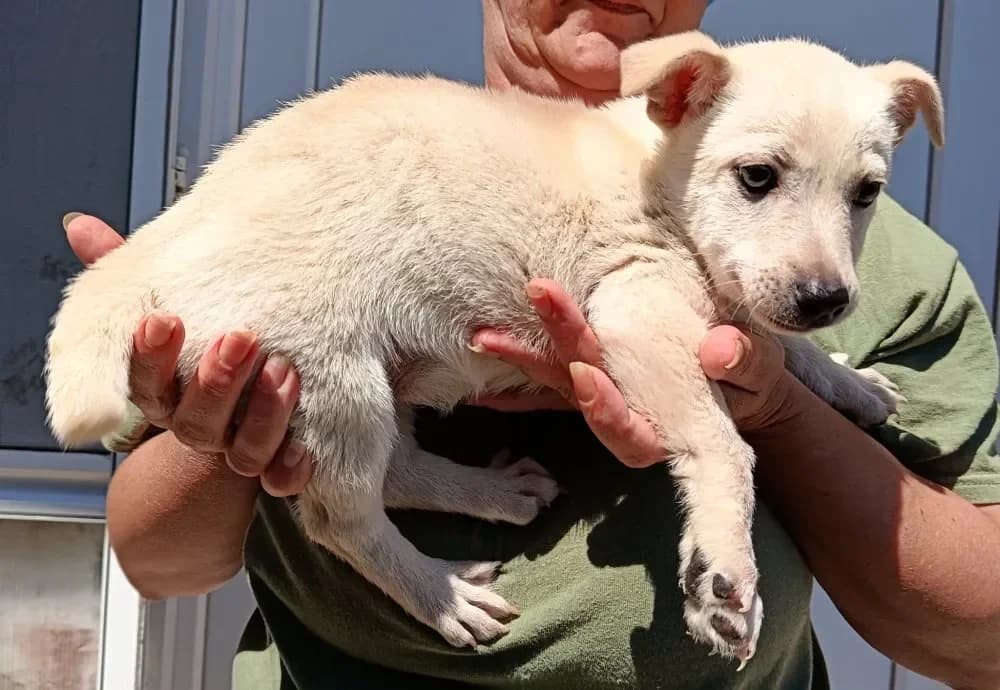 Tünde, female puppy Mixed Breed for adoption at Tierheim Hallein, Hallein