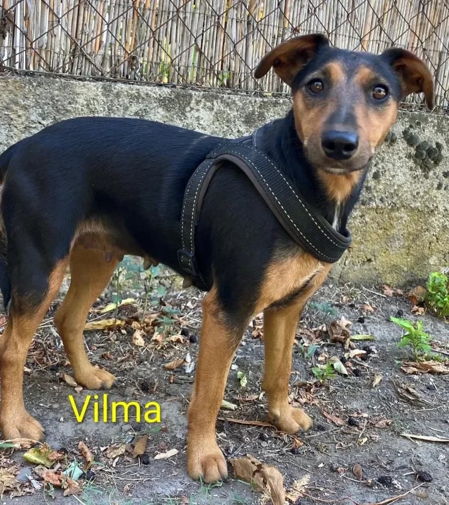 Vilma und Viktor,  young Mixed Breed for adoption at Tierheim Hallein, Hallein