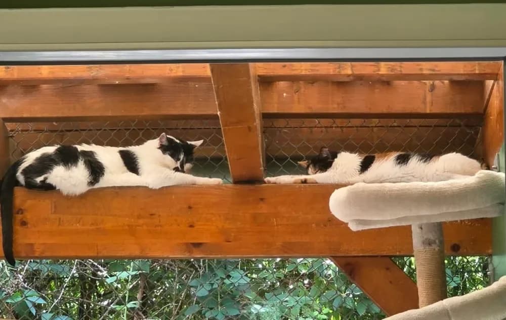 Chaplin & Mildred,  senior Mixed Breed Cat for adoption at Tierheim Hallein, Hallein
