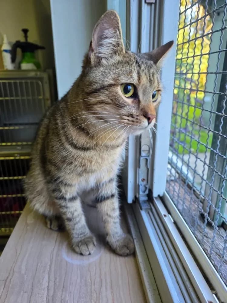 Diego, gefleckt male 5yo Mixed Breed Cat for adoption at Tierheim Hallein, Hallein