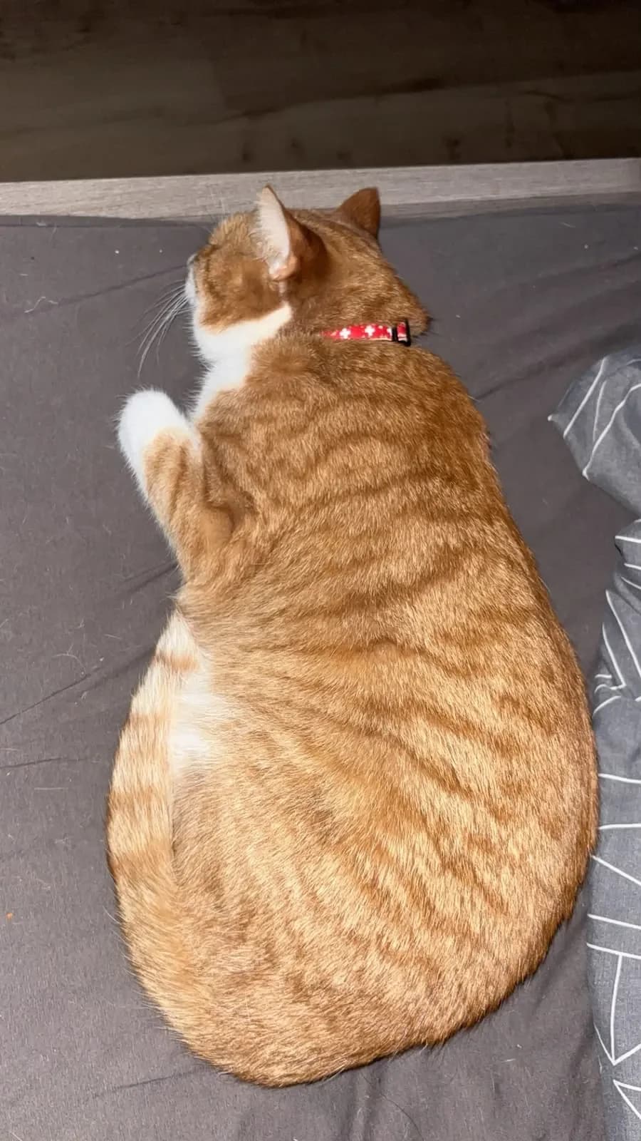 Pablo und Garfield, male Mixed Breed Cat for adoption at Tierheim Hallein, Hallein