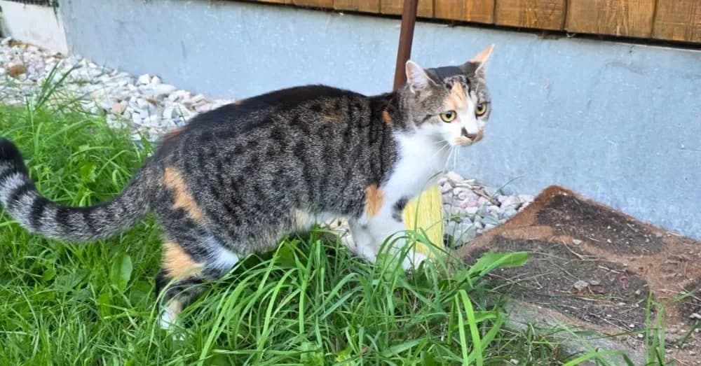 Pamina, female Mixed Breed Cat for adoption at Tierheim Hallein, Hallein